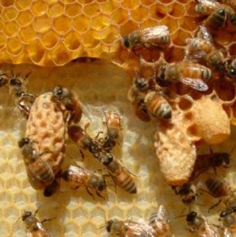 Лечение пчел от инфекционных заболеваний