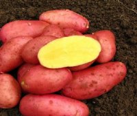 Характеристика картофеля сорта ред соня