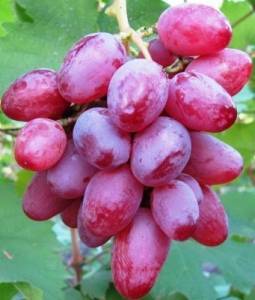 Описание и технология выращивания винограда сорта рута