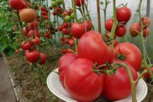 Одни из лучших томатов, которые обязаны появиться в вашем огороде!