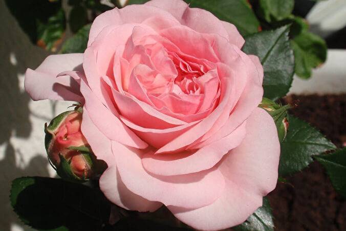 Роза флорибунда сорт мария терезия. роза мария-терезия: фото и описание. посадка и уход за розами