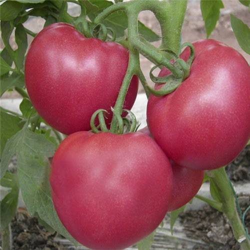 Подарочный: описание сорта томата, характеристики помидоров, посев