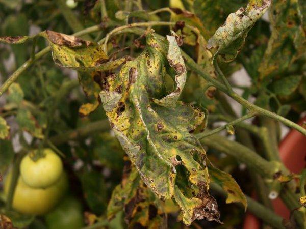 Почему у помидоров желтеют и сохнут листья 