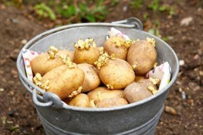Лина: описание семенного сорта картофеля, характеристики, агротехника