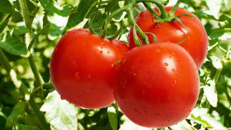 Самые урожайные томаты для ленинградской области, сорта для теплиц и открытого грунта — районированные сорта томатов для ленинградской области