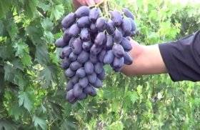 Выращивание саженцев винограда памяти дженеева или академик