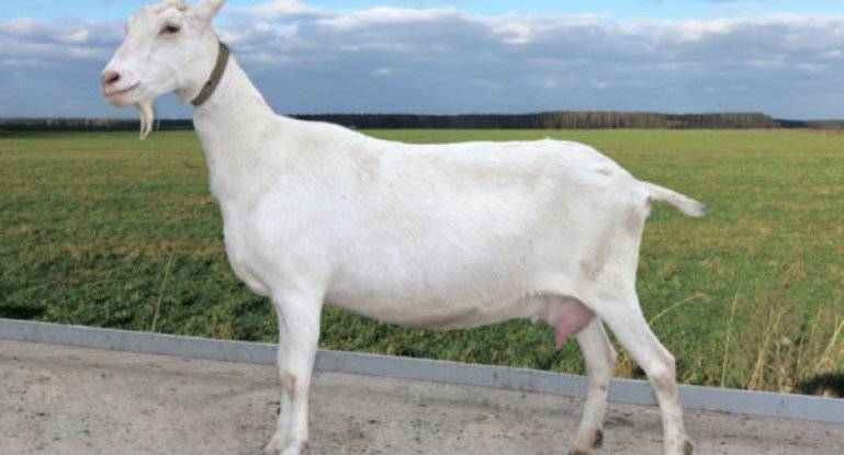 Высокоудойные молочные породы коз без запаха