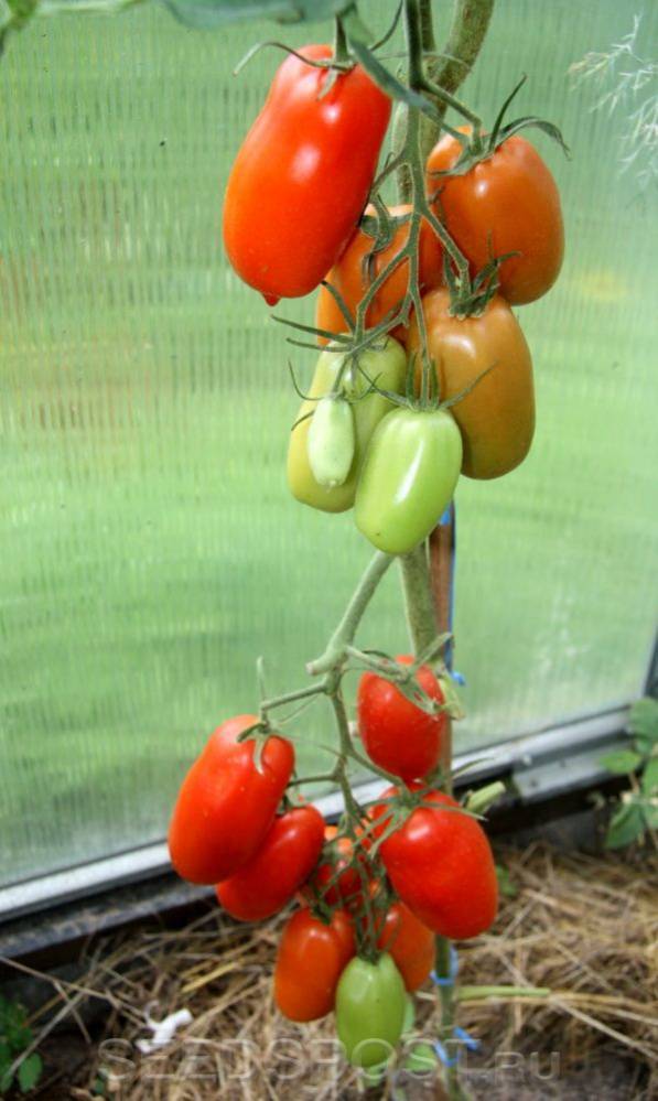 Томат гордость застолья — описание сорта и характеристика урожайности помидора (фото)