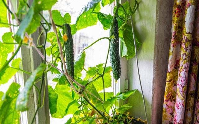 Огурцы на балконе для начинающих: выращивание пошагово + фото