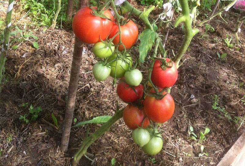 Описание сорта томатов любовь — характеристика, фото и отзывы