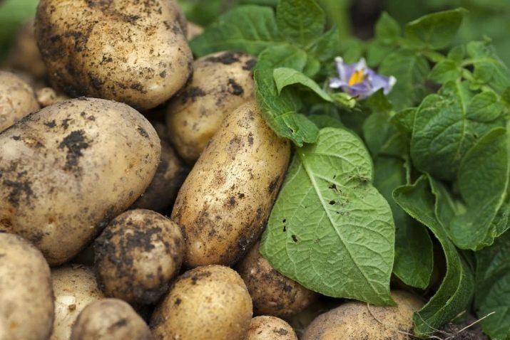 Характеристика картофеля сорта вега