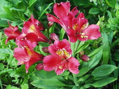 Ирисы (88 фото): посадка и уход за цветком в открытом грунте весной. как рассаживать петушки? как выглядят? каких цветов бывают касатики?