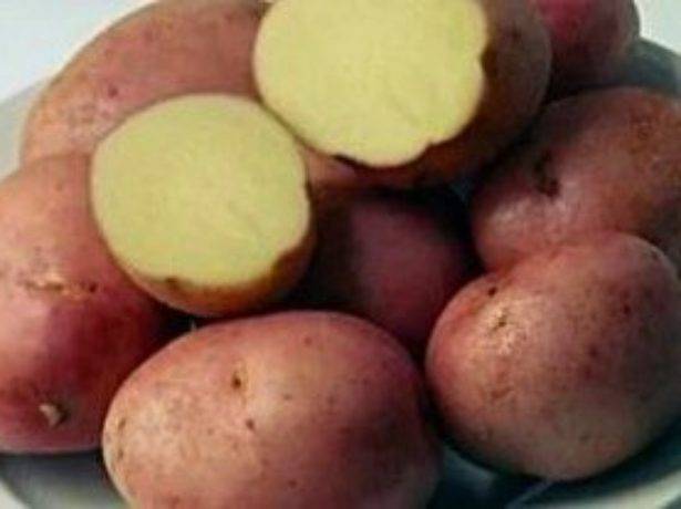 Лучшие сорта картофеля для средней полосы россии, подмосковья