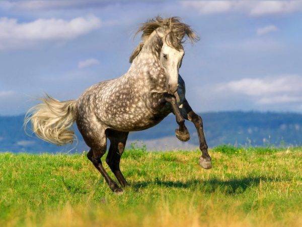Особенности андалузской лошади