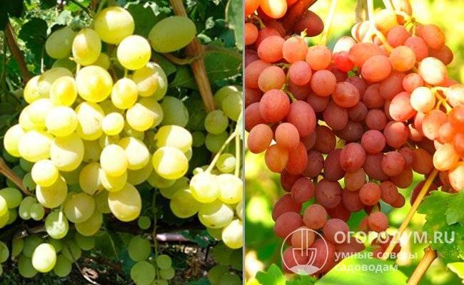 Сорт винограда «виктор»: характеристика, агротехника выращивания