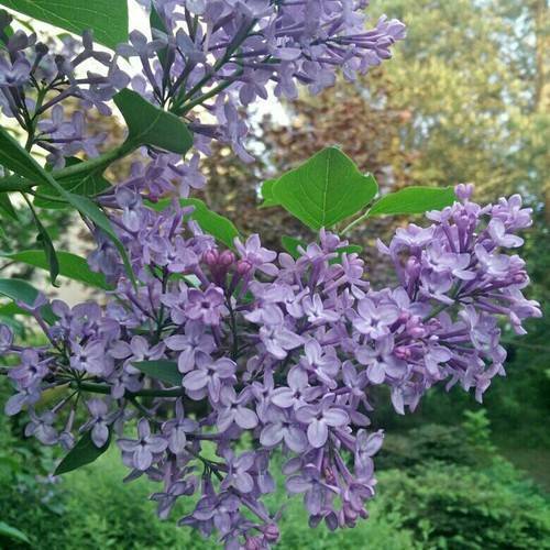 Persian lilac персидская сирень pokrovka trading house аромат — аромат для женщин