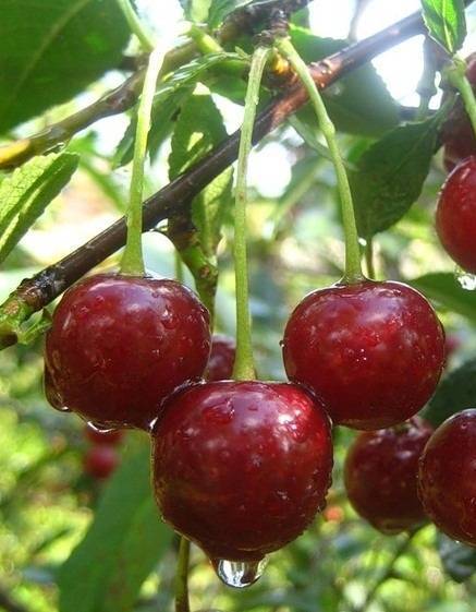 Вишня волочаевка: описание сорта, посадки, уход, выращивание