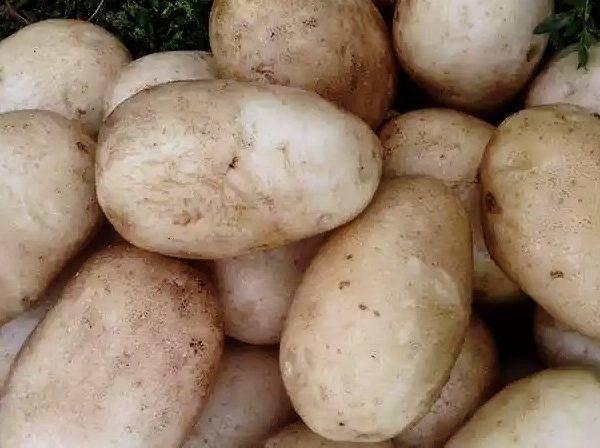 Сорт картофеля «ласунок»: характеристика, описание, урожайность, отзывы и фото