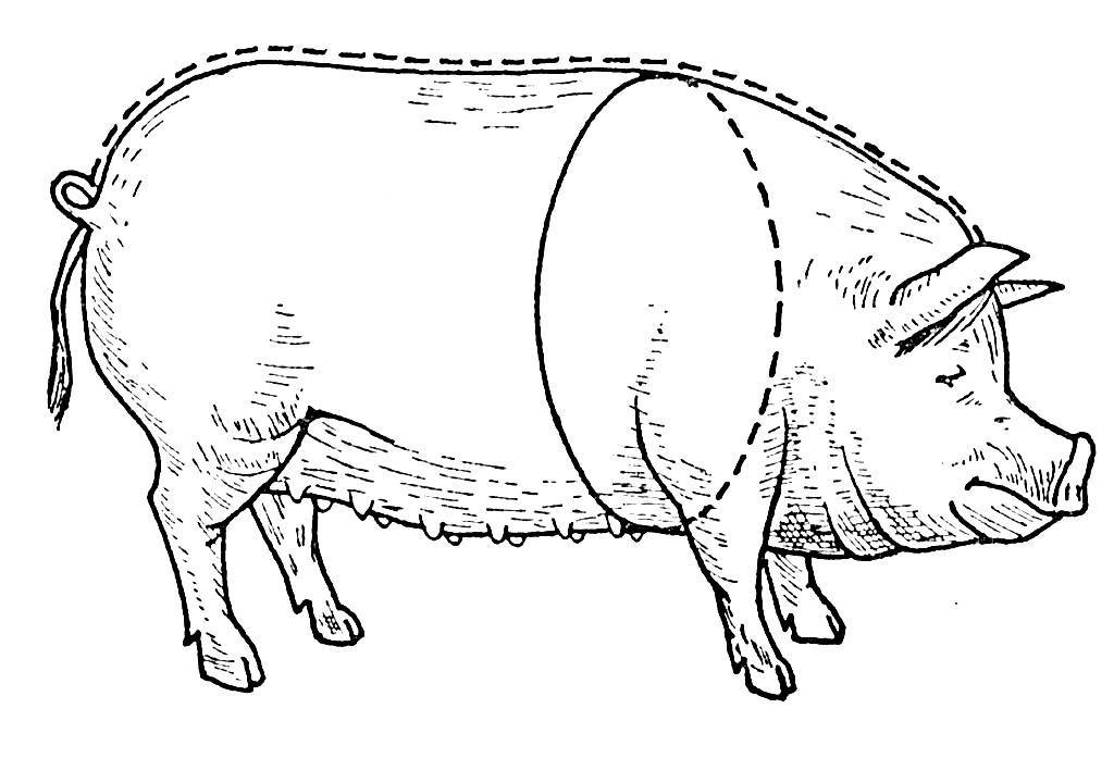 Сколько весит свинья