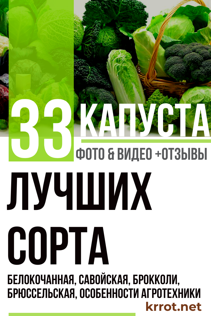 Высокоурожайный сорт капусты «белорусская»: описание и характеристика