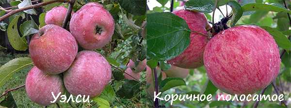 Сорт яблони Медуница: фото и описание сорта