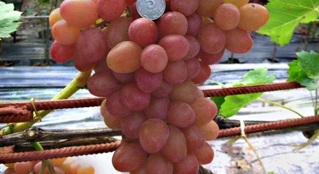 Виноград софия: описание сорта