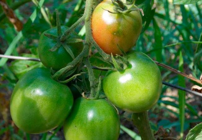 Легко вырастить в открытом грунте — томат непасынкующийся сливовидный: описание сорта