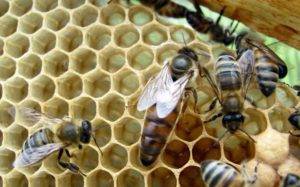 Естественный и искусственный вывод маток пчел