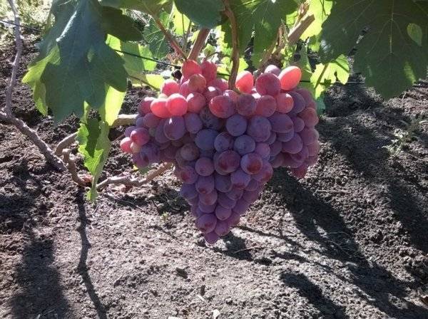 Дружелюбный и сильнорослый виноград «атаман павлюк» — новый столовый сорт
