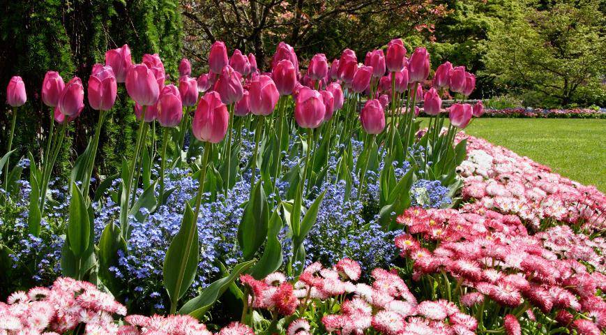Луковичные цветы для сада: виды и правила выращивания