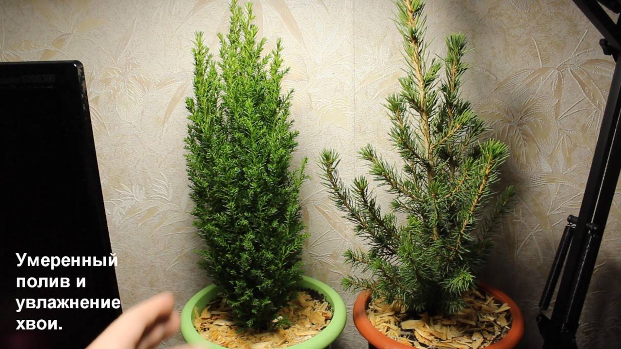 Кипарисовик элвуди. посадка и уход в домашних условиях.