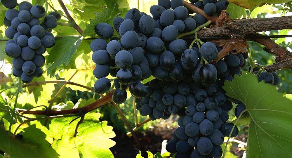 Виноград молдова: описание сорта и 6 правил ухода