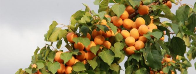 Как сажать абрикос: способы посадки и все важные нюансы