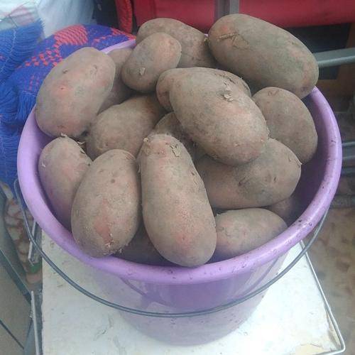 Сорт картофеля “родриго”