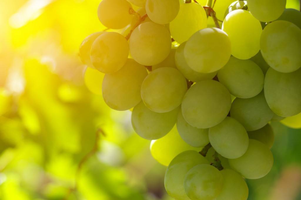 Сорт винограда подарок запорожья: фото и описание