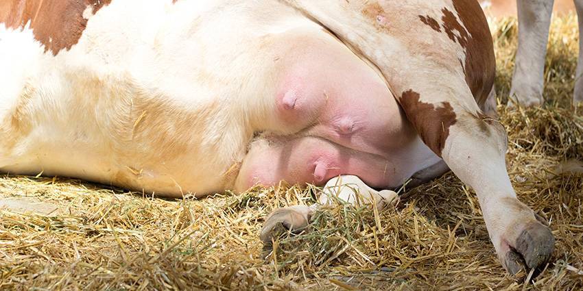 Как вылечить мастит у коров и другие не менее неприятные заболевания – советы опытных ветеринаров