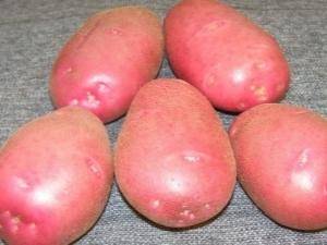 Вкусный раннеспелый картофель «коломба» (коломбо) от голландских селекционеров