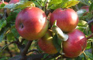 Яблоня жигулевское: правила посадки и уход