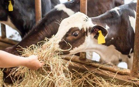 Как кормить корову после отёла в домашних условиях