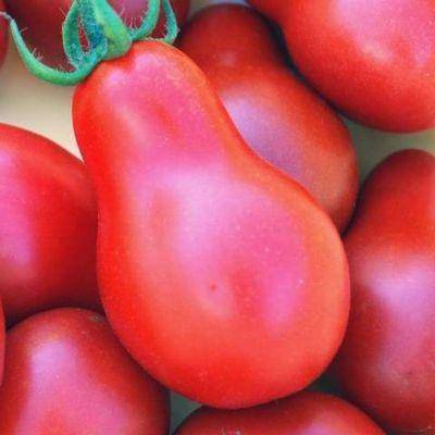Томат "розовая груша": описание сорта, характеристики помидоров