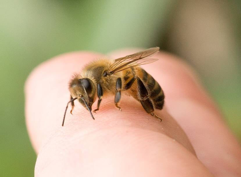 Как избавиться от пчел и ос на даче, в доме, на участке