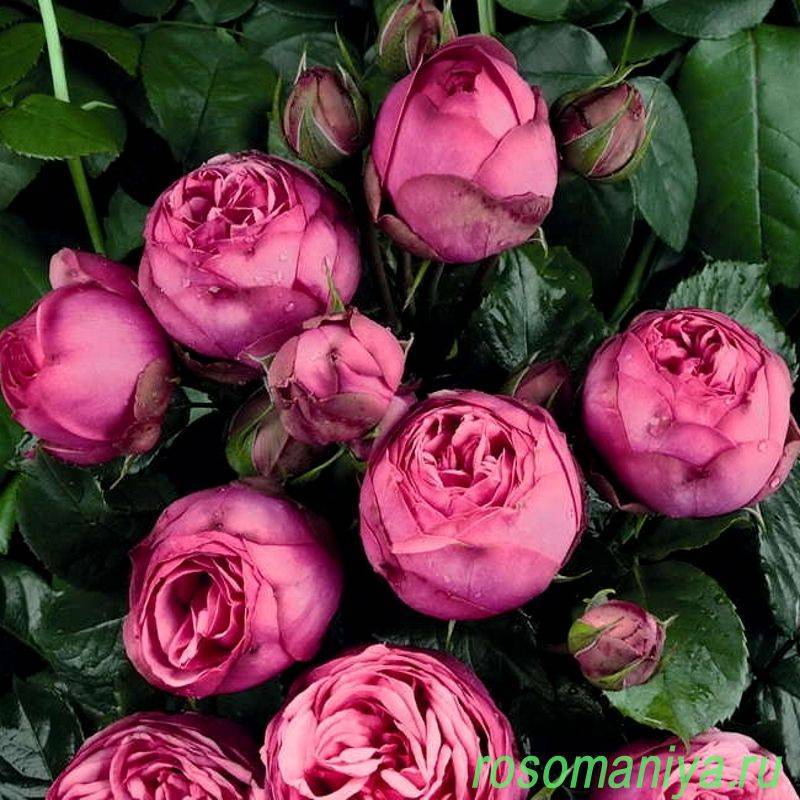 Piano — чайно-гибридная пионовидная роза насыщенного красного цвета от tantau