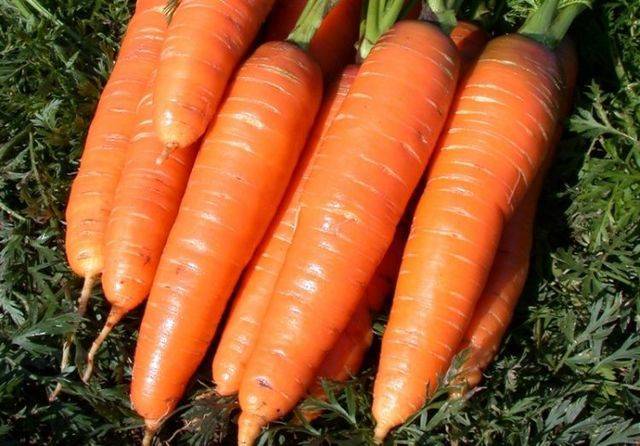 Описание и характеристика моркови «королева осени». достоинства сорта, отличия от других и выращивание