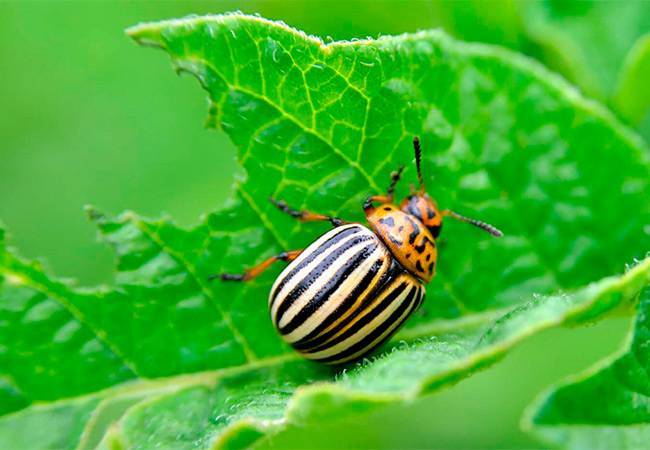 Лучшие эффективные химические средства против колорадского жука