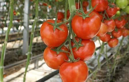 Болезни и вредители томатов в теплице: как распознать и бороться?