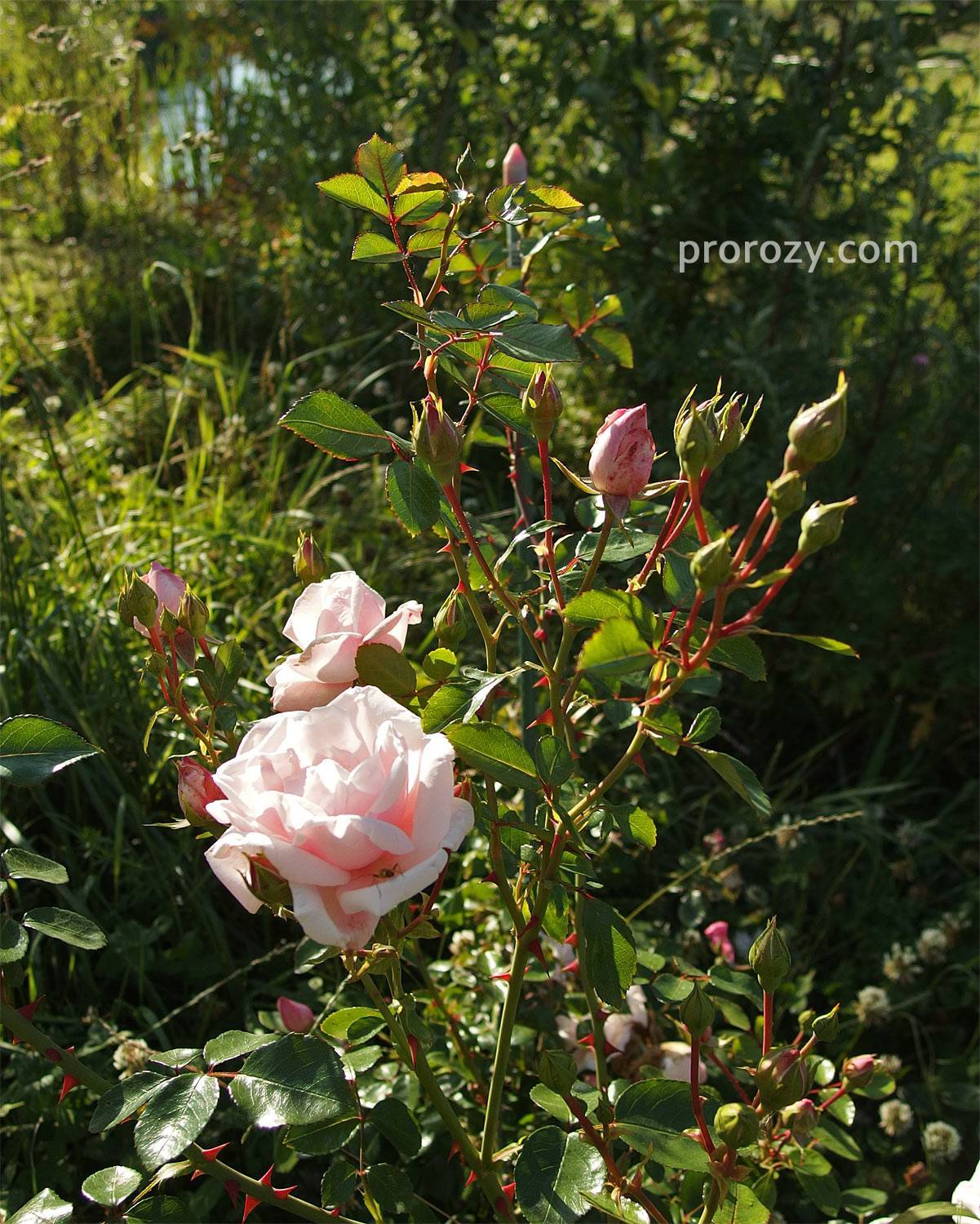 Роза «нью даун»: особенности, посадка и уход