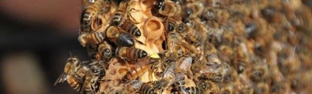 Как спасти пчёл от нападения ос на пасеке осенью