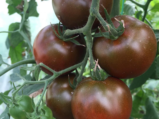 Новые самые урожайные голландские сорта помидор | образцовая усадьба