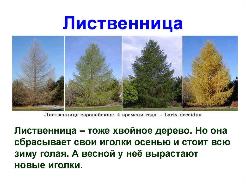 Какое дерево сбрасывает хвою на зиму? правда, что хвойные деревья сбрасывают на зиму иголки? хвойное дерево которое сбрасывает осенью хвою