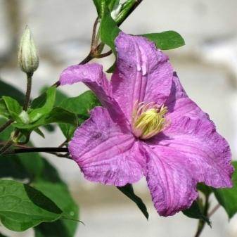 Клематис крупноцветковый вайлдфаер: фото и описание